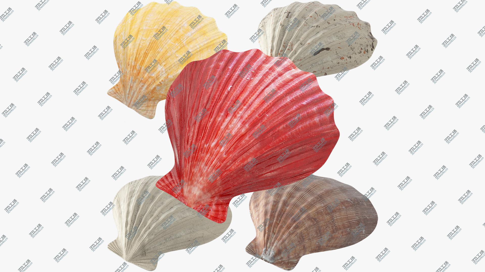 images/goods_img/202105073/3D Seashells Collection V1/2.jpg